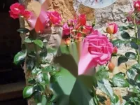 Недвижимость Дом, Порторож: 2