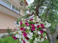 Недвижимость Дом, Порторож: 15