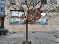 Недвижимость Комбинированное пространство на Зелезна Цеста 14: 2