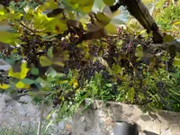 Недвижимость Квартира в Центре Любляны: 1