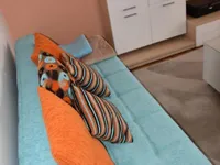 Недвижимость Трёхкомнатная квартира Бежиград: 5