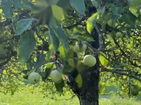 Недвижимость Участок, Сельскохозяйственная земля Блед: 2