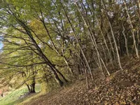 Недвижимость Усадьба, Сельскохозяйственная земля Вишельница: 2