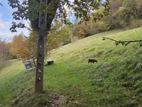 Недвижимость Усадьба, Сельскохозяйственная земля Вишельница: 6