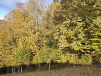 Недвижимость Усадьба, Сельскохозяйственная земля Вишельница: 9