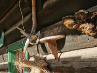 Недвижимость Поместье, ферма Копривник в Бохине, на солнечной стороне Альп: 17