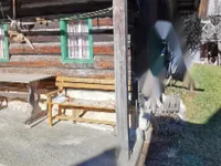 Недвижимость Поместье, ферма Копривник в Бохине, на солнечной стороне Альп: 19