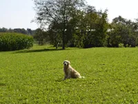 Недвижимость Участок, Сельскохозяйственная земля Новая Средняя Добрава: 16