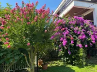 Недвижимость Семейный дом 350 м², Центр, Опатия: 2