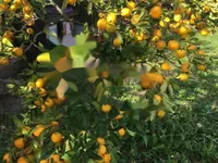 Недвижимость Трехкомнатная квартира, Центр: 4