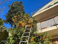 Недвижимость Дом, Порторож: 14