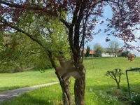 Недвижимость Дом Козминци Птуй Подлегник: 14