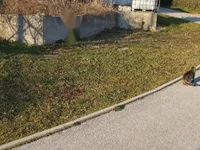 Недвижимость Дом, Заречье, Ил. Бистрица: 3