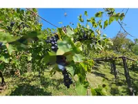 Недвижимость Дом Другое Глобока: 28