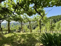 Недвижимость Дом, Бельский Врх: 17