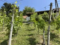 Недвижимость Дом, Бельский Врх: 18