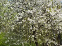 Недвижимость Дом, Мощанци: 15