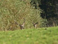 Недвижимость Усадьба на холме в окружении природы.: 16