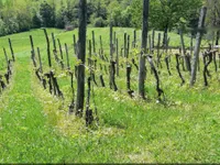 Недвижимость Усадьба, ферма Орехи в Безельском.: 21