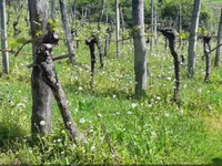 Недвижимость Усадьба, ферма Орехи в Безельском.: 25