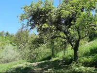 Недвижимость Усадьба, ферма Орехи в Безельском.: 27