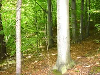 Недвижимость Усадьба Горная Вершина, Планина при Севници: 28