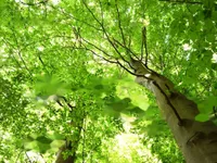 Недвижимость Усадьба Горная Вершина, Планина при Севници: 29