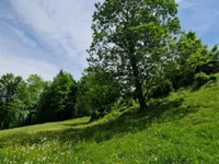 Недвижимость Усадьба, ферма Подкрай при Межице, Межица: 13