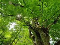 Недвижимость Усадьба, ферма Подкрай при Межице, Межица: 16