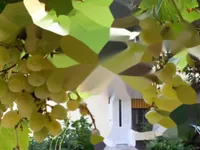 Недвижимость Четырёхкомнатная квартира в центре Опатии: 11