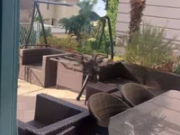 Недвижимость Трехкомнатная квартира в центре: 3