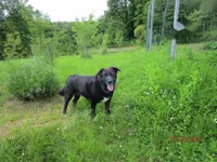 Недвижимость Семейный дом Вепринац: 9