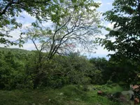 Недвижимость Семейный дом Вепринац: 12