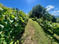 Недвижимость Дом, Мали Чирник при Шентьянже: 10