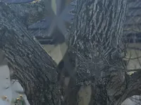 Недвижимость Дом в Селах при Добови: 9