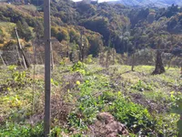 Недвижимость Дом, Грушковец: 12