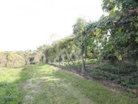 Недвижимость Дом, Грабшинцы: 25