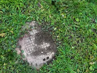 Недвижимость Дом, Петишовци: 10