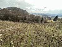 Недвижимость Дом, Дрёвник: 19