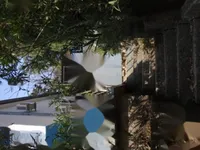 Недвижимость Семейный дом в центре Опатии: 19