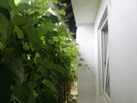 Недвижимость Дом, Забика, Пустики: 15