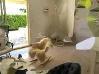 Недвижимость Apartment Cannes Croix Gardes: 9