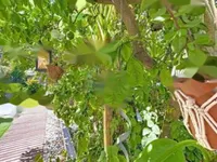 Недвижимость Maison Cannes: 6