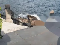 Недвижимость Трехкомнатная квартира в центре Опатии: 1