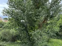 Недвижимость Apartment La Bocca: 6