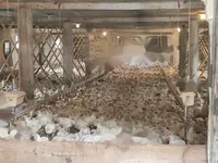 Недвижимость Усадьба, ферма Видем при Птуе.: 24