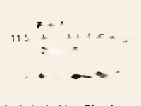 Недвижимость Apartment Cannes: 8