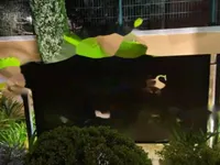 Недвижимость Apartment Cannes Croix Gardes: 6