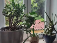 Недвижимость Двухкомнатная квартира Воложко: 37