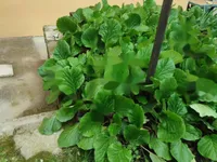 Недвижимость Двухкомнатная квартира Воложко: 56